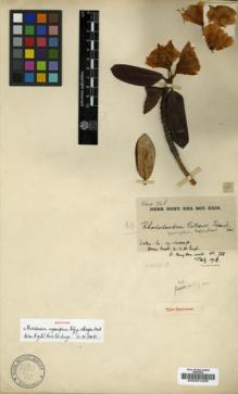 Type specimen at Edinburgh (E). Kingdon-Ward, Francis: 768. Barcode: E00001239.