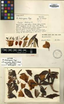 Type specimen at Edinburgh (E). Kingdon-Ward, Francis: 5863. Barcode: E00001241.