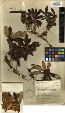 Type specimen at Edinburgh (E). Forrest, George: 23375. Barcode: E00001245.