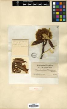 Type specimen at Edinburgh (E). Przewalski, Nikolai: . Barcode: E00001247.