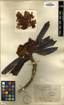Type specimen at Edinburgh (E). Delavay, Pierre: 164. Barcode: E00001250.