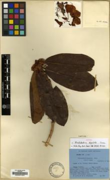 Type specimen at Edinburgh (E). Ludlow, Frank; Sherriff, George: 1564. Barcode: E00001253.