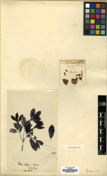 Type specimen at Edinburgh (E). Faber, E.: 482. Barcode: E00001255.