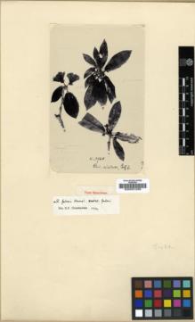 Type specimen at Edinburgh (E). Wilson, Ernest: 3960. Barcode: E00001256.