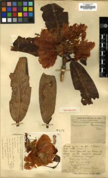 Type specimen at Edinburgh (E). Forrest, George: 2323. Barcode: E00001259.