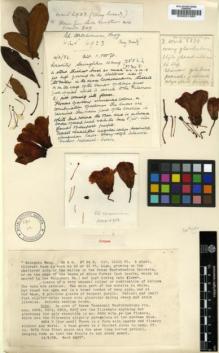 Type specimen at Edinburgh (E). Kingdon-Ward, Francis: 6923. Barcode: E00001260.