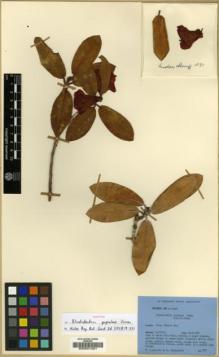 Type specimen at Edinburgh (E). Ludlow, Frank; Sherriff, George: 1391. Barcode: E00001261.