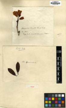 Type specimen at Edinburgh (E). Bonvalot: . Barcode: E00001262.