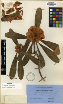Type specimen at Edinburgh (E). Ludlow, Frank; Sherriff, George; Elliot, H.: 12289. Barcode: E00001265.