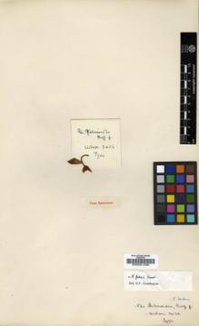 Type specimen at Edinburgh (E). Wilson, Ernest: 3436. Barcode: E00001266.