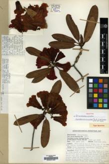 Type specimen at Edinburgh (E). Cox, Peter; Hutchison, Peter: 418B. Barcode: E00001269.