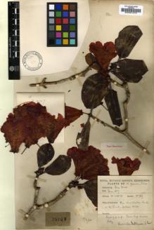 Type specimen at Edinburgh (E). Forrest, George: 15767. Barcode: E00001270.