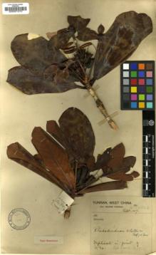 Type specimen at Edinburgh (E). Forrest, George: 14804. Barcode: E00001273.