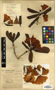 Type specimen at Edinburgh (E). Forrest, George: 19535. Barcode: E00001275.