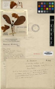 Type specimen at Edinburgh (E). Forrest, George: 5069. Barcode: E00001277.