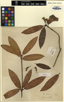 Type specimen at Edinburgh (E). Kingdon-Ward, Francis: 6285. Barcode: E00001281.