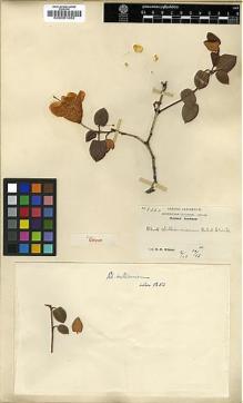 Type specimen at Edinburgh (E). Wilson, Ernest: 1350. Barcode: E00001282.