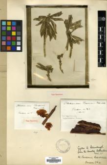 Type specimen at Edinburgh (E). Purdom, William: 4. Barcode: E00001283.