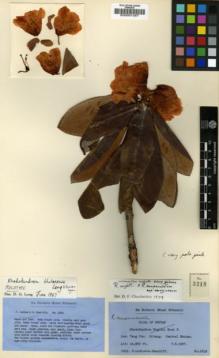 Type specimen at Edinburgh (E). Ludlow, Frank; Sherriff, George: 3218. Barcode: E00001287.
