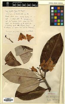 Type specimen at Edinburgh (E). Wilson, Ernest: 4254. Barcode: E00001289.