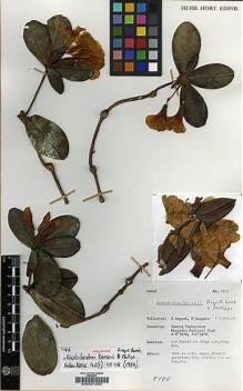 Type specimen at Edinburgh (E). Argent, George; Walpole, Peter: 1459. Barcode: E00001290.