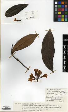 Type specimen at Edinburgh (E). Phillipps, Anthea: SAN93169. Barcode: E00001293.