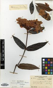 Type specimen at Edinburgh (E). Clemens, Joseph; Clemens, Mary: 32714. Barcode: E00001295.