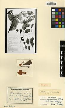 Type specimen at Edinburgh (E). Kiellberg, G.: 4149. Barcode: E00001297.