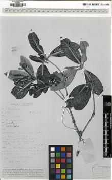 Type specimen at Edinburgh (E). Dransfield, John: 2910. Barcode: E00001302.