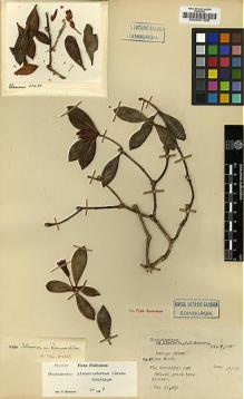 Type specimen at Edinburgh (E). Clemens, Joseph; Clemens, Mary: 51431. Barcode: E00001306.