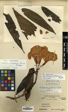 Type specimen at Edinburgh (E). Clemens, Joseph; Clemens, Mary: 35017. Barcode: E00001309.