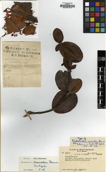 Type specimen at Edinburgh (E). Clemens, Joseph; Clemens, Mary: 50576. Barcode: E00001310.