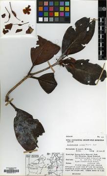Type specimen at Edinburgh (E). Argent, George C.G.; Kerby, R.; Siduk & Lieng: 826. Barcode: E00001311.