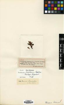 Type specimen at Edinburgh (E). Clemens, Mary: . Barcode: E00001312.