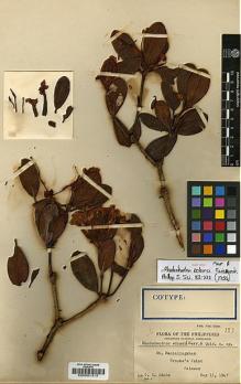 Type specimen at Edinburgh (E). Edaño, G.: 153. Barcode: E00001313.