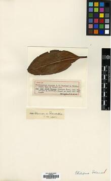 Type specimen at Edinburgh (E). : 28045. Barcode: E00001315.