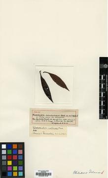 Type specimen at Edinburgh (E). Ramos, Maximo: 30346. Barcode: E00001316.