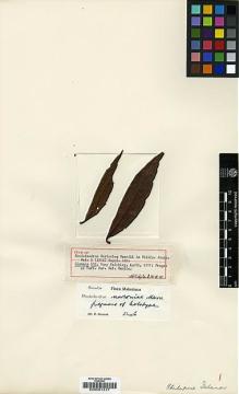 Type specimen at Edinburgh (E). Clemens, Mary: 500. Barcode: E00001317.