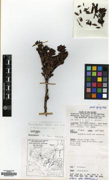 Type specimen at Edinburgh (E). Croft, James; Hope, G.: 68056. Barcode: E00001319.