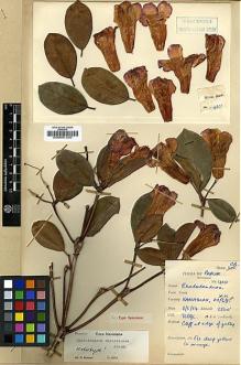 Type specimen at Edinburgh (E). Cruttwell, Norman: 410. Barcode: E00001320.