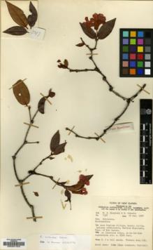 Type specimen at Edinburgh (E). Hoogland, R.D. & Schodde, R.: 7397. Barcode: E00001324.
