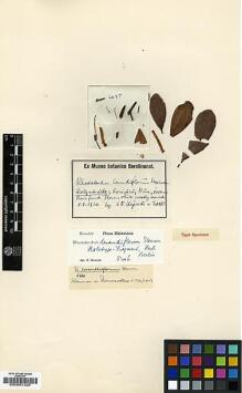 Type specimen at Edinburgh (E). Kajewski, S.: 2045. Barcode: E00001326.