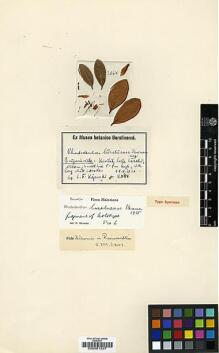 Type specimen at Edinburgh (E). Kajewski, S.: 2064. Barcode: E00001327.