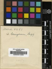 Type specimen at Edinburgh (E). Kingdon-Ward, Francis: 8251. Barcode: E00001335.