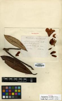 Type specimen at Edinburgh (E). Maire, Edouard-Ernest: . Barcode: E00001337.