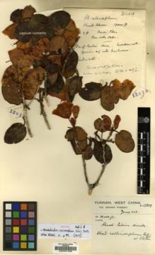 Type specimen at Edinburgh (E). Forrest, George: 12019. Barcode: E00001339.