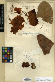 Type specimen at Edinburgh (E). Forrest, George: 21870. Barcode: E00001346.