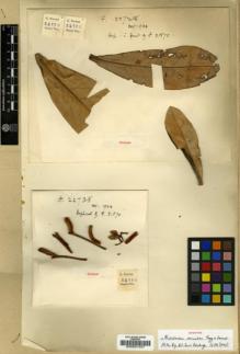 Type specimen at Edinburgh (E). Forrest, George: 22738. Barcode: E00001347.