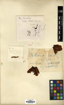 Type specimen at Edinburgh (E). Maire, Edouard-Ernest: . Barcode: E00001350.