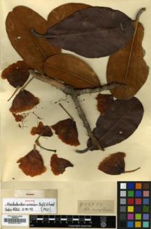 Type specimen at Edinburgh (E). Forrest, George: 15857. Barcode: E00001351.